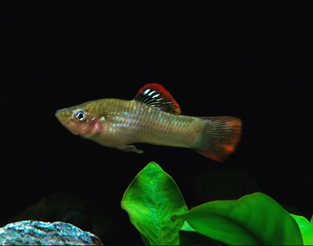 Liberty Molly – Poecilia salvatoris 🐟