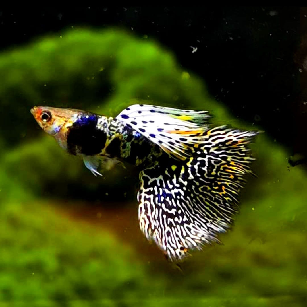 Hochzucht Guppy - Green Tiger King Cobra