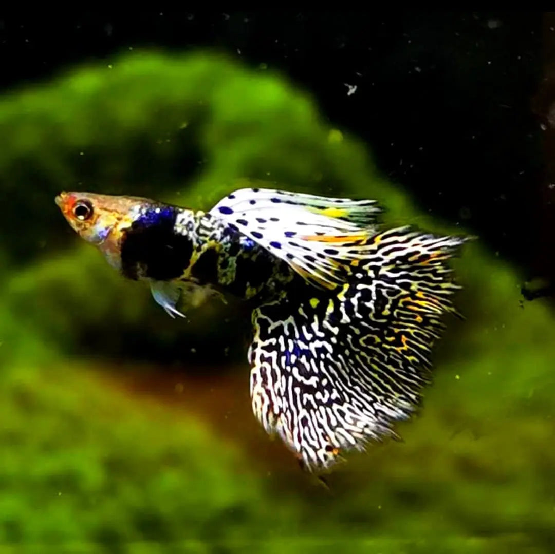 Hochzucht Guppy - 💚 Green Tiger King Cobra AquaTimo
