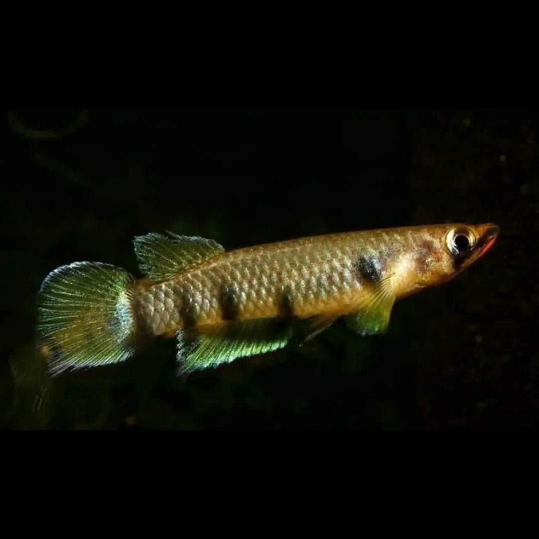 Querbandhechtling – Epiplatys dageti dageti 🐟🌿 AquaTimo