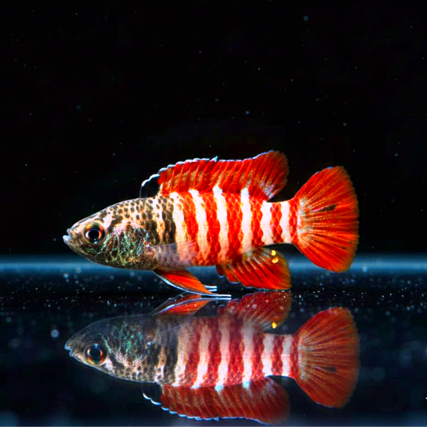 Zwergblaubarsch - "Black Tiger" Dario tigris