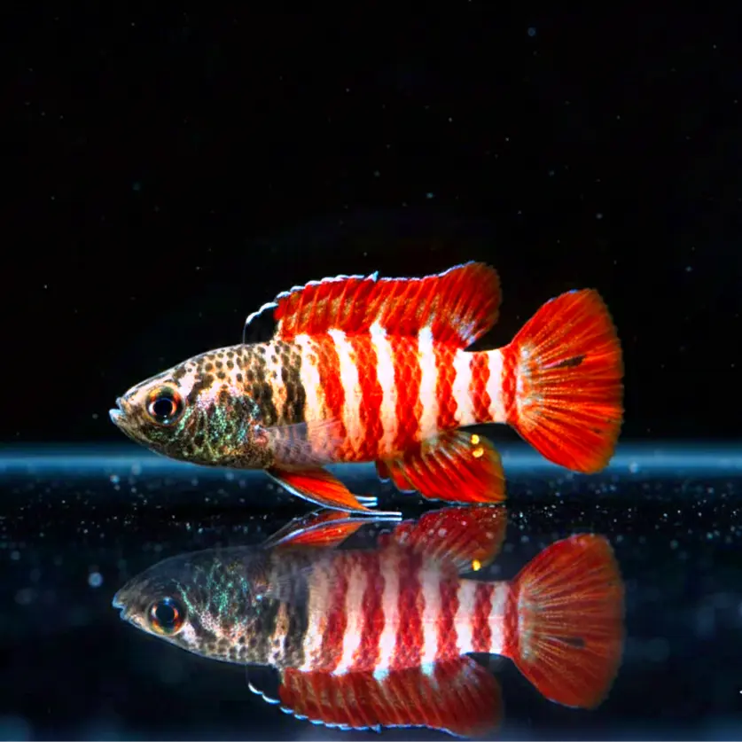 Zwergblaubarsch - 🖤❤️ "Black Tiger" Dario tigris AquaTimo