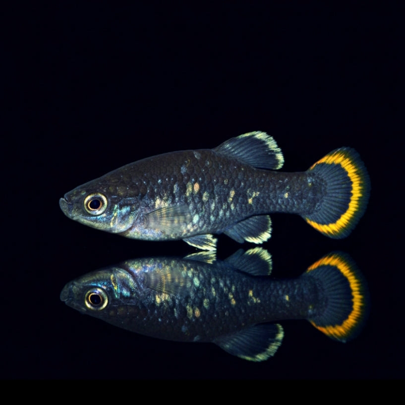 Tequilakärpfling – Zoogoneticus tequila