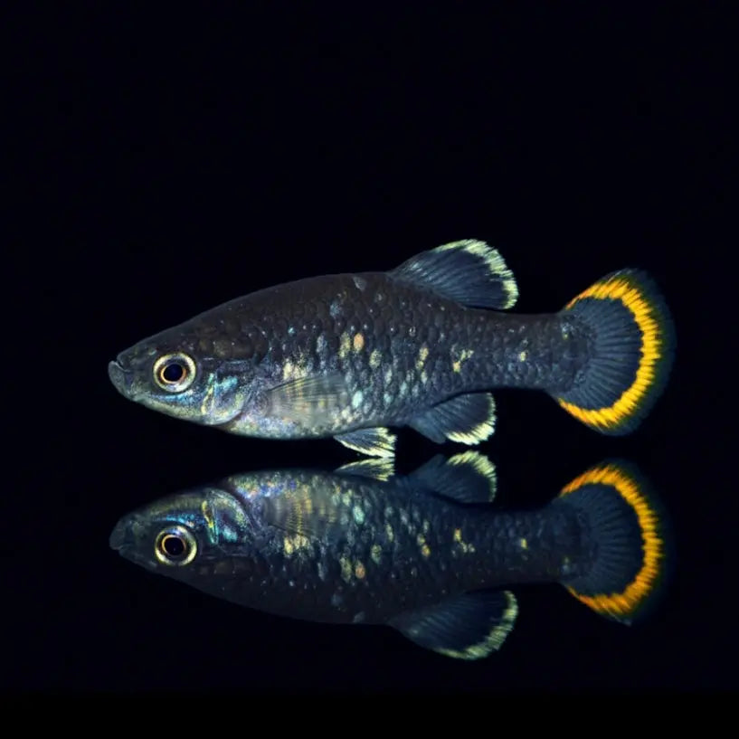 Tequilakärpfling – Zoogoneticus tequila AquaTimo