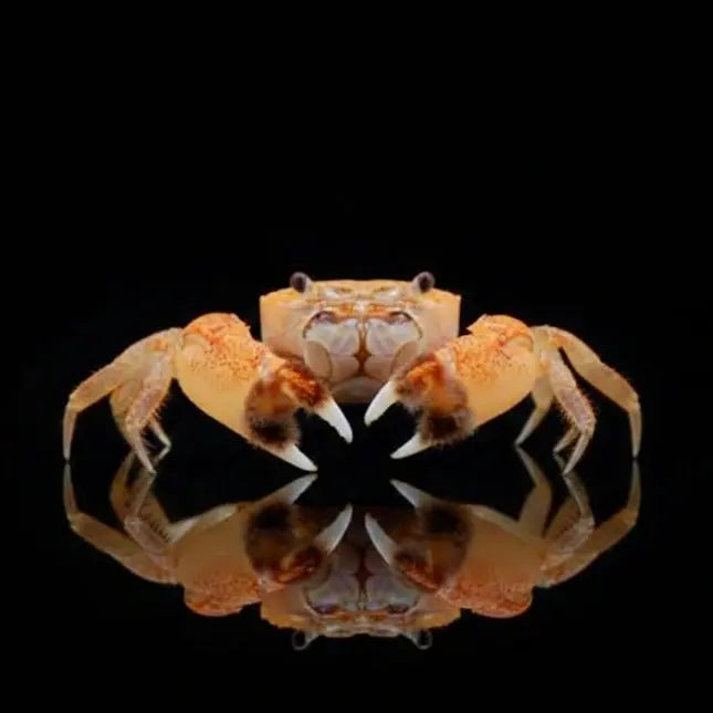 Unterwasserkrabbe „Pompom“ (Ptychognathus barbatus) AquaTimo