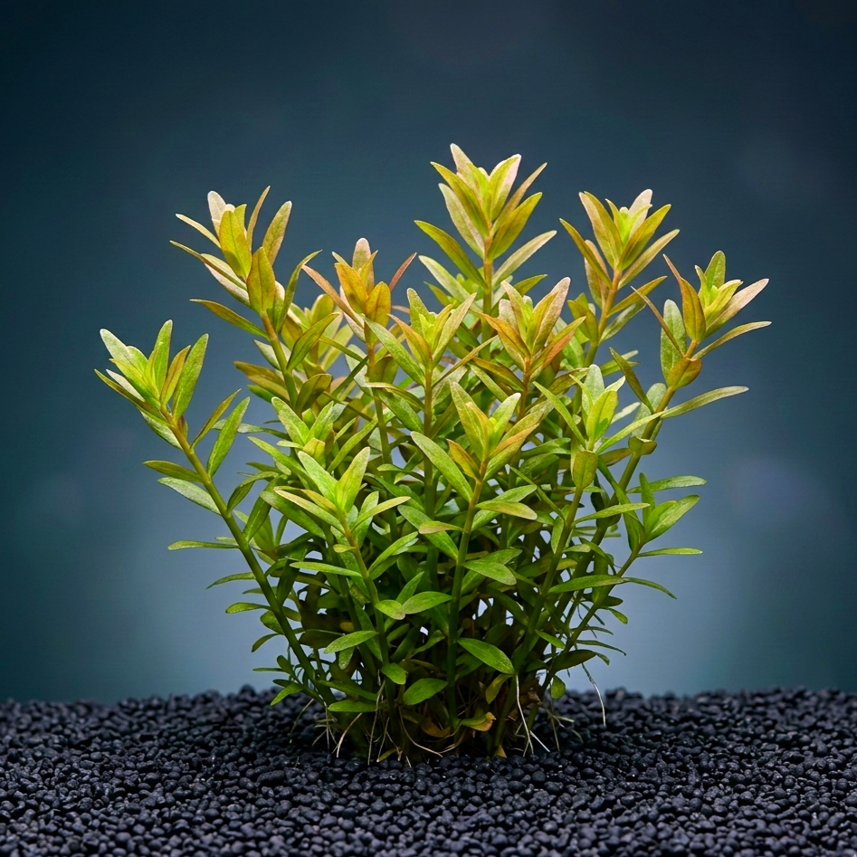 Rotala sp. ´Wayanad´ CUP / Dennerle-Plants