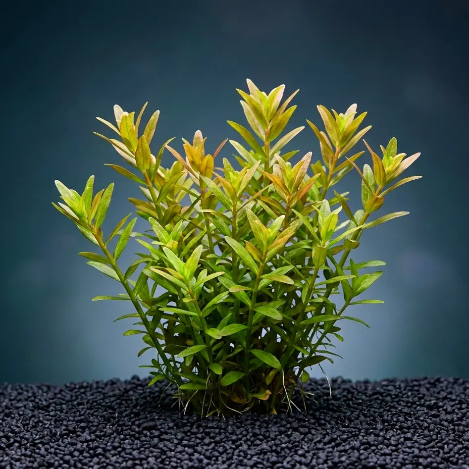 Rotala sp. ´Wayanad´ CUP / Dennerle-Plants AquaTimo