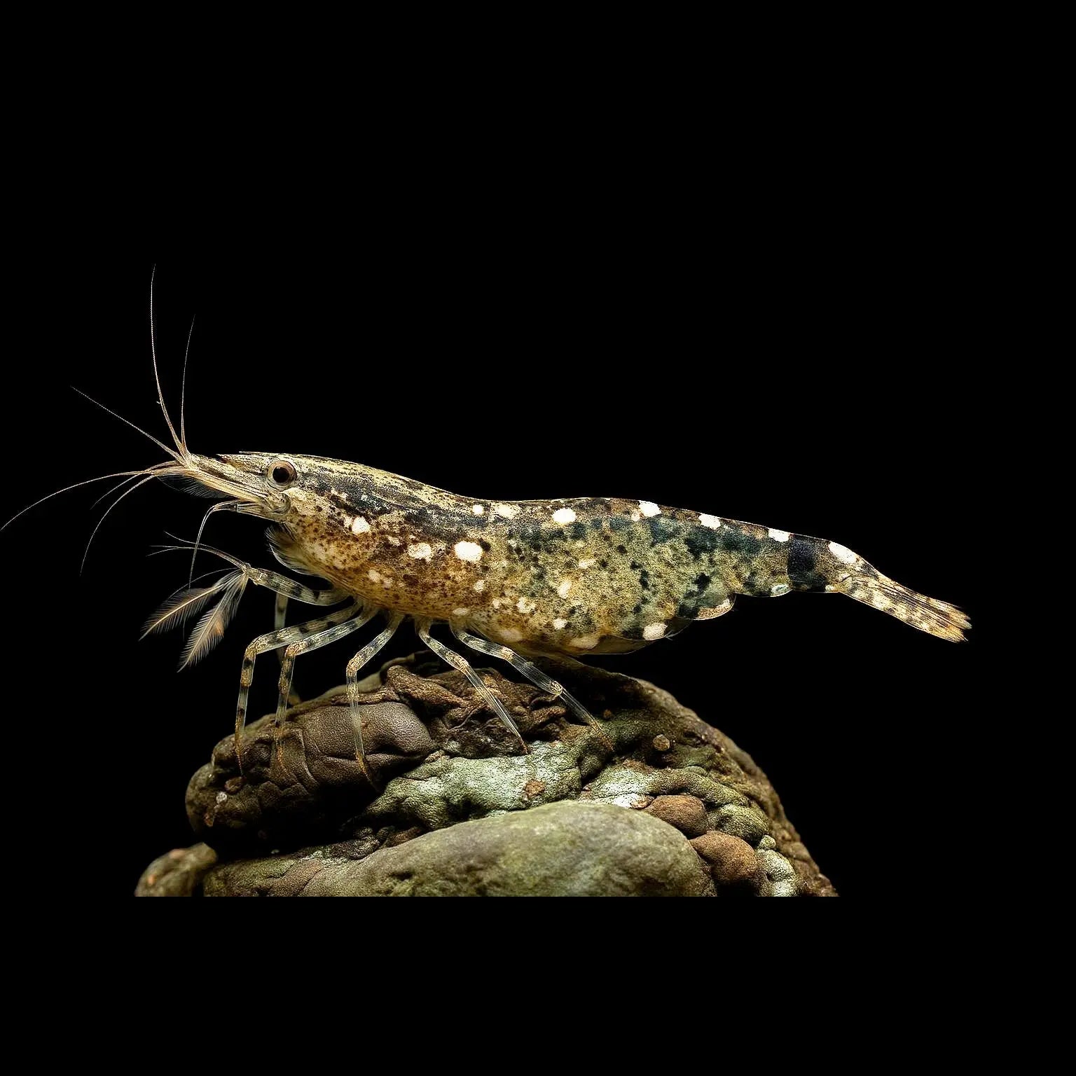 Atyopsis moluccensis AquaTimo