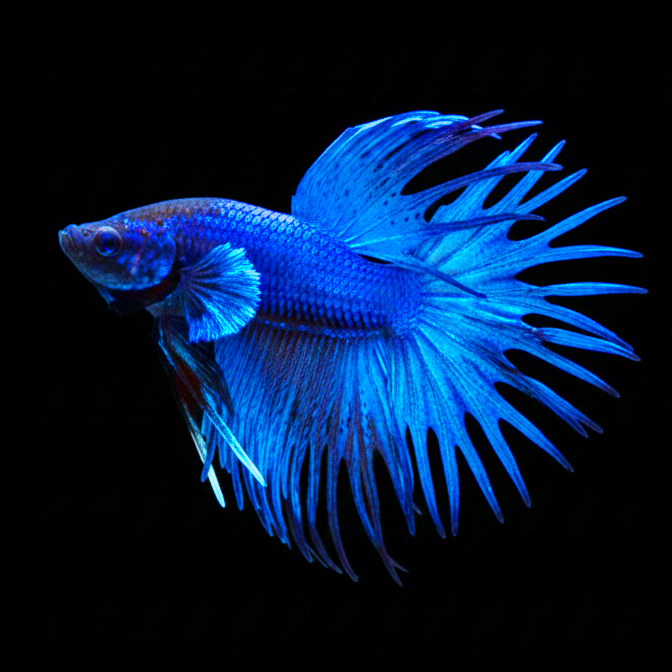Kampffisch Betta splendens – Corwntail Blue