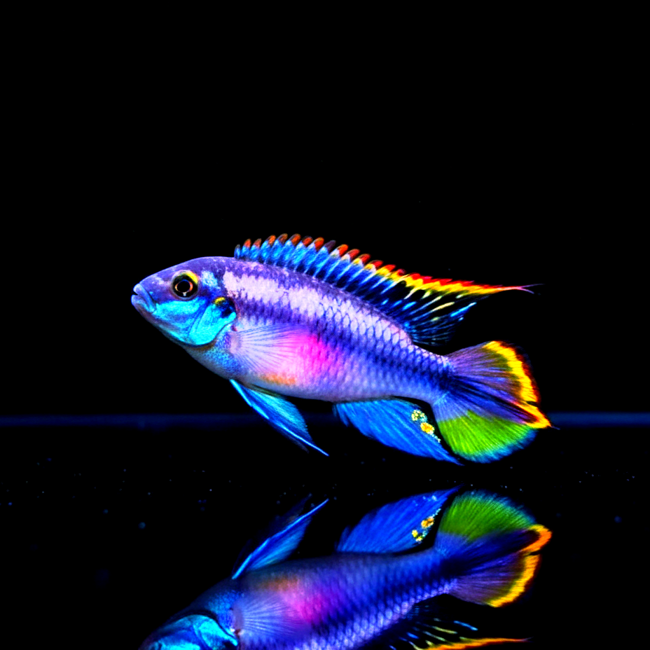 Pelvicachromis pulcher (Purpurchromis) - Purpurprachtbarsch