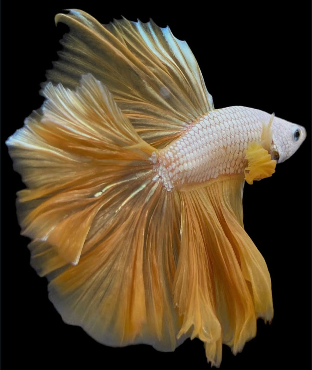 Betta splendens "Halfmoon Fancy Yellow" – Farbenfroher Kampffisch mit spektakulärer Musterung