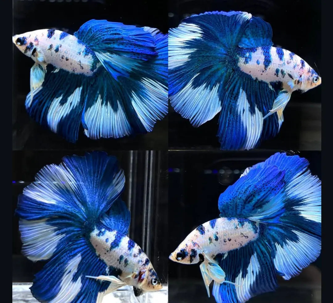 Betta splendens "Halfmoon Fancy Blue" – Farbenfroher Kampffisch mit spektakulärer Musterung AquaTimo