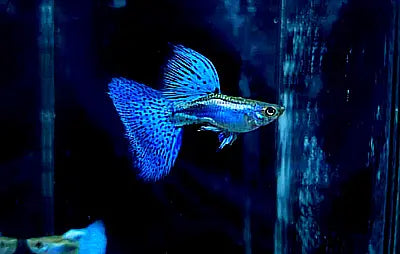 Hochzucht Guppy - đ Blue Grass AquaTimo