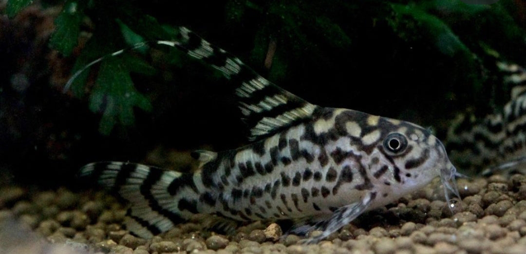 Corydoras sp. CW111 "Zebrina" – der elegante Zebra-Panzerwels mit hoher Rückenflosse 🐟⚡