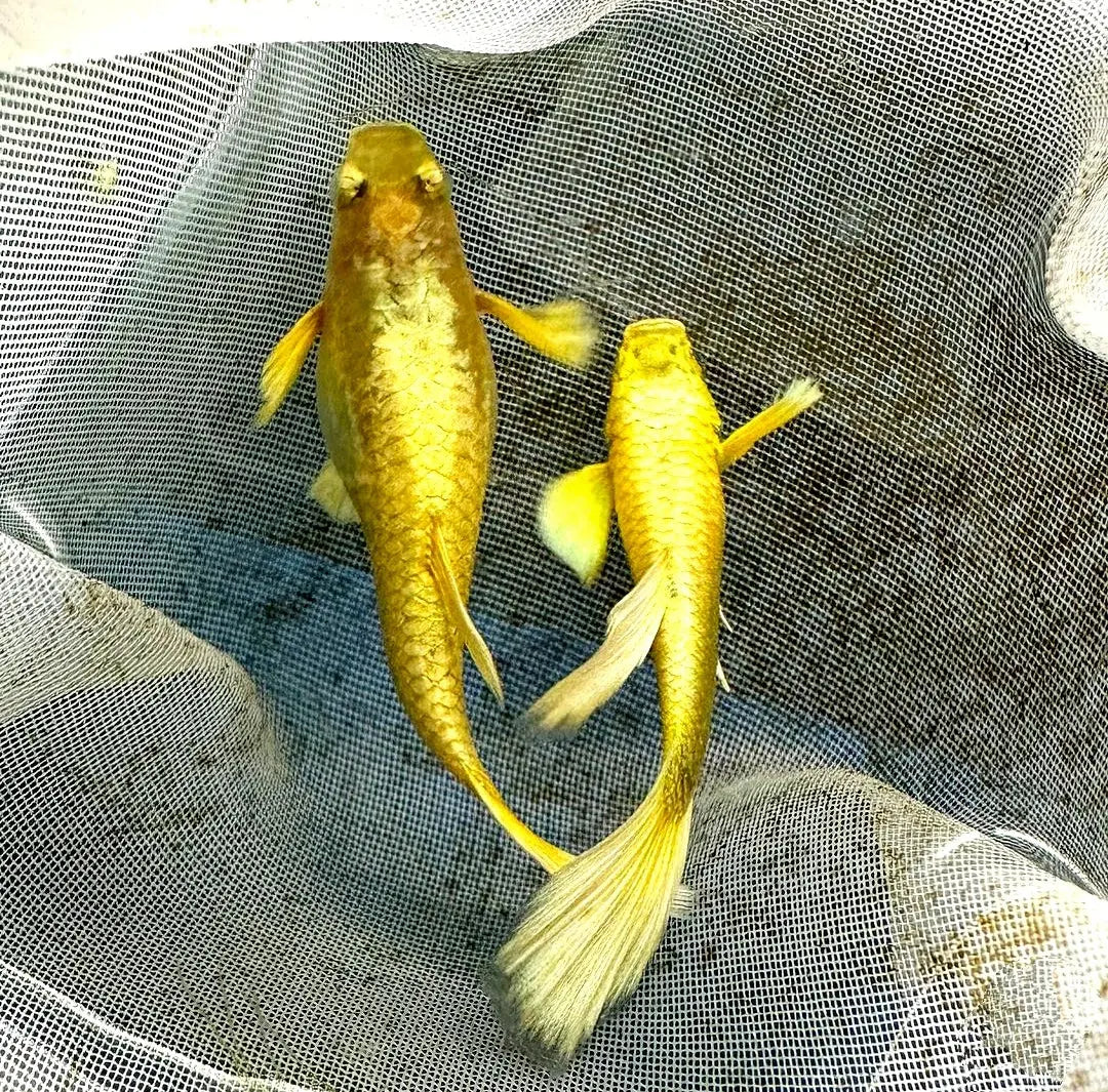 Hochzucht Guppy - 💛 Full Gold AquaTimo
