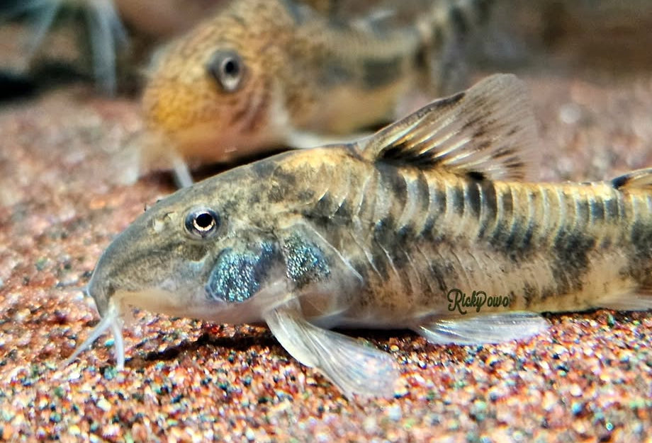 Schmerlenpanzerwels – Aspidoras spilotus 🐟🌿