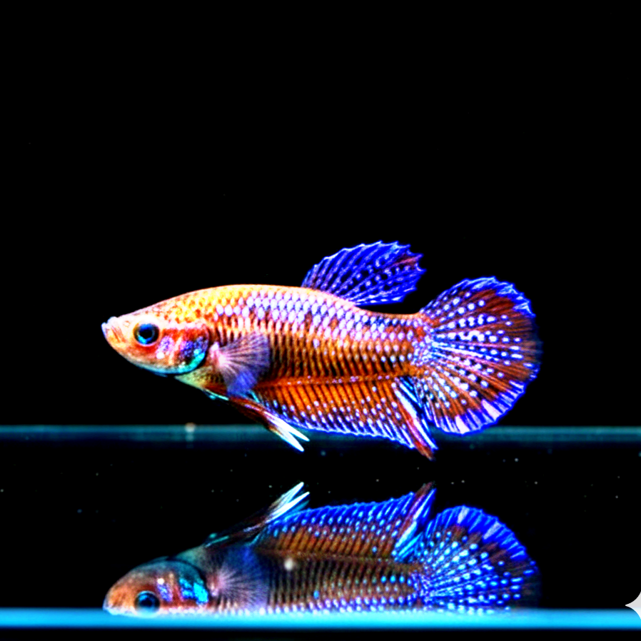 Trichopsis pumila (Knurrender Zwerggurami)