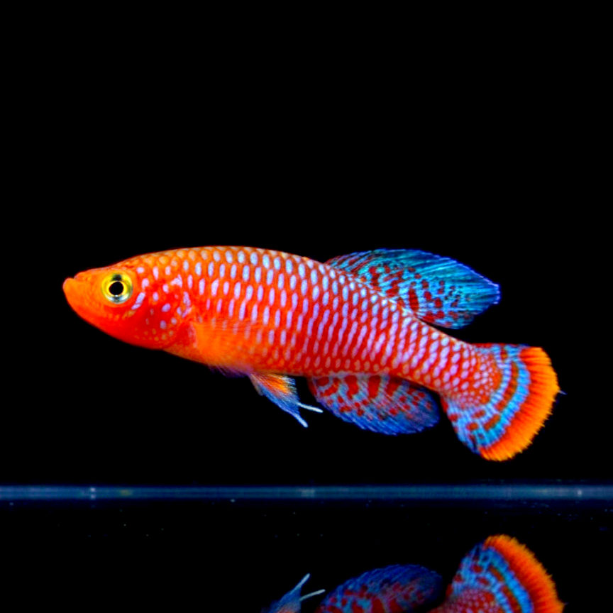 Rachows Prachtgrundkärpfling Prachtkärpfling - Nothobranchius rachovii