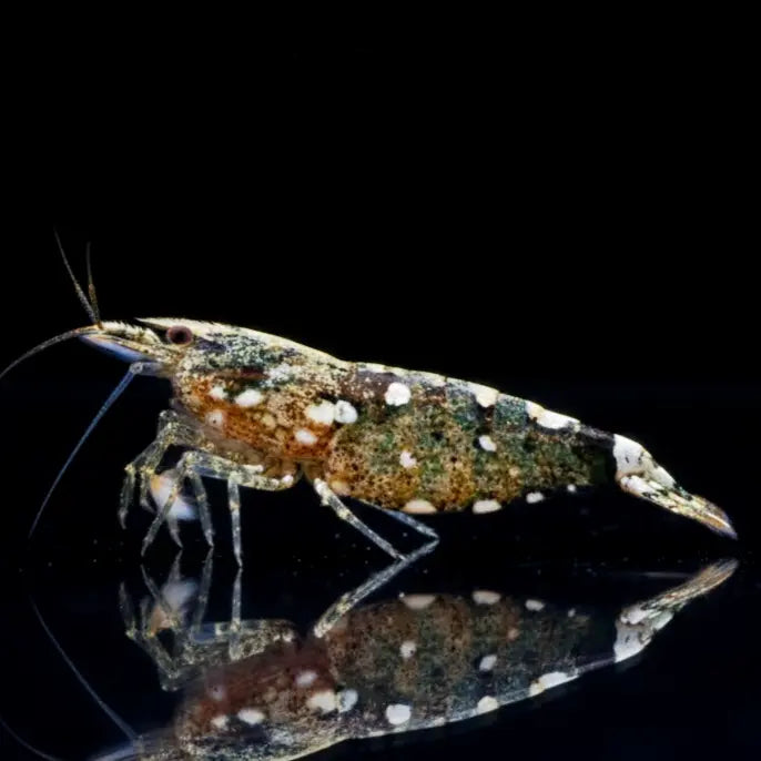 Atyopsis moluccensis AquaTimo