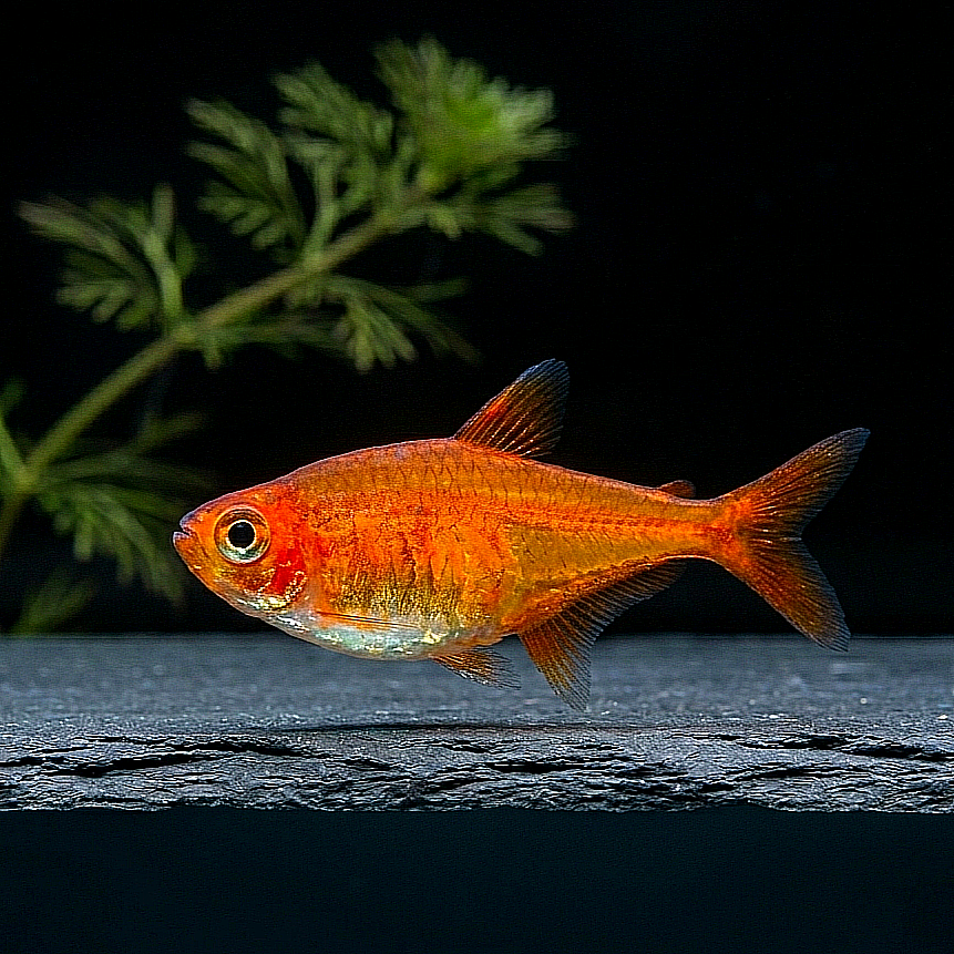 Hyphessobrycon amandae - Funkensalmler