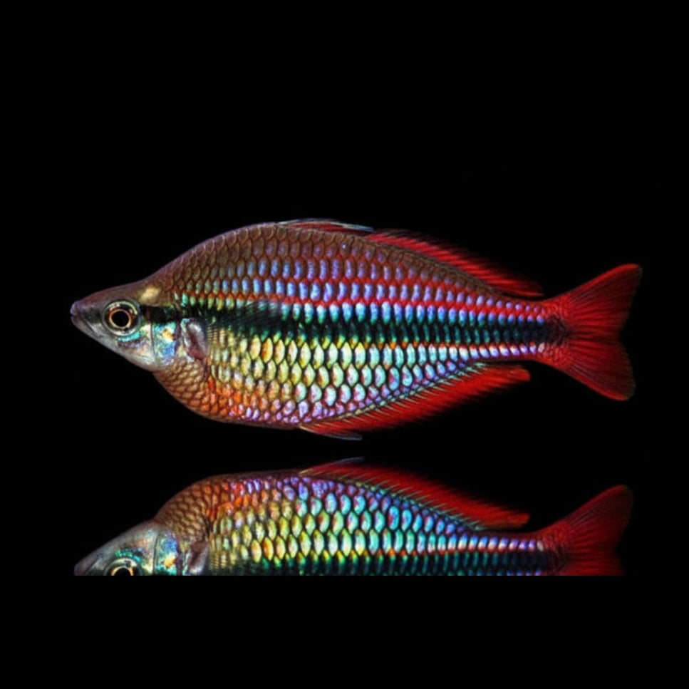 Schwarzstreifen-Regenbogenfisch – Melanotaenia nigrans