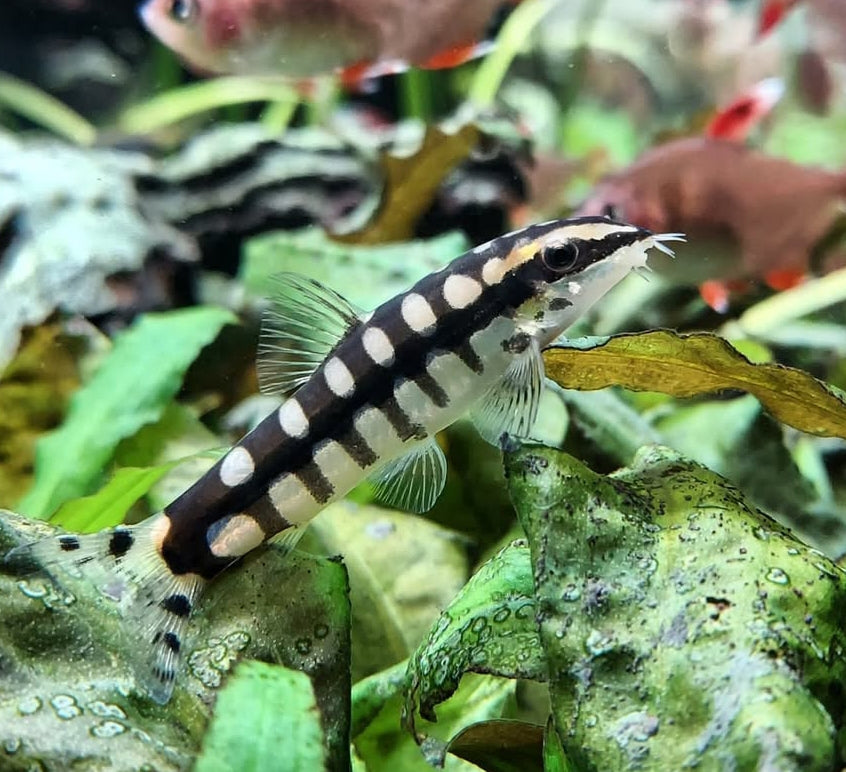 Schachbrettschmerle – yasuhikotakia sidthmunki 🐟♟️