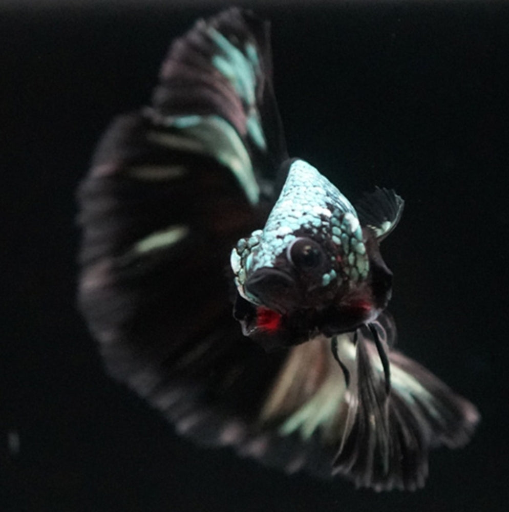 Betta splendens – Halfmoon Black Devil 🐠🖤
