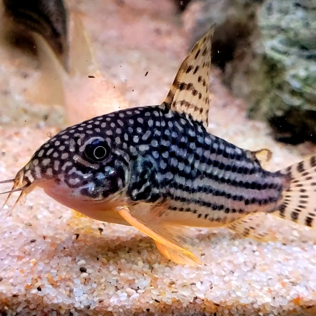 Corydoras sterbai hoplisoma - Orangeflossen Panzerwels