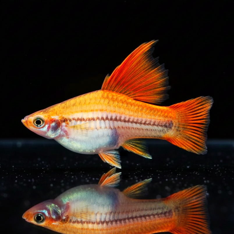 Schwertträger Ananas – Tropische Farbfrische mit Eleganz