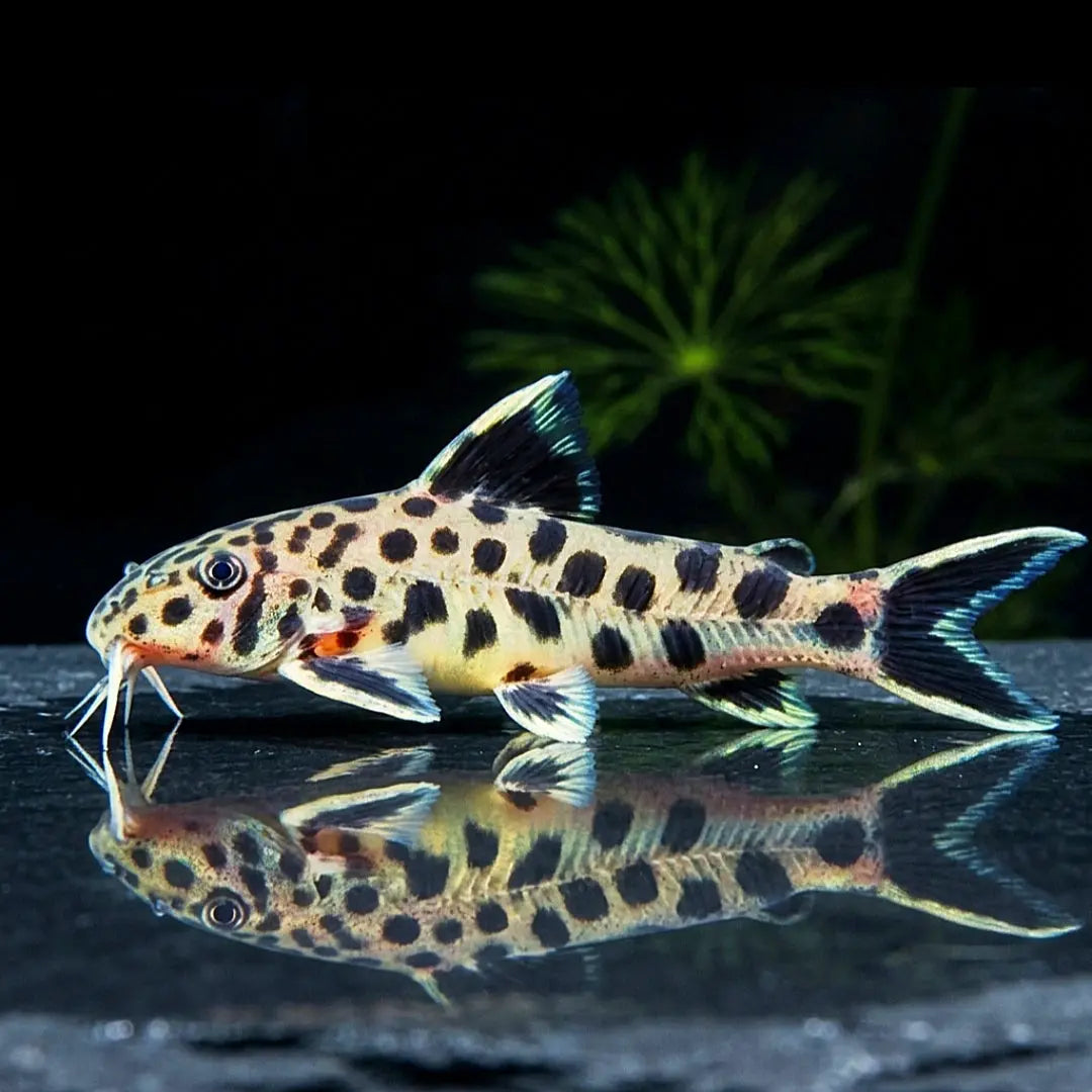 Zwergfiederbartelwels – Synodontis petricola (lucipinnis) AquaTimo