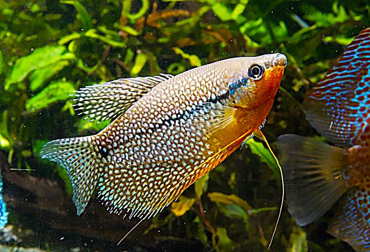 Trichogaster leeri – Der majestätische Mosaikfadenfisch Fadenfisch