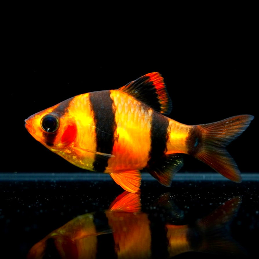 Sumatrabarbe "Natur" - Puntigrus cf. tetrazona