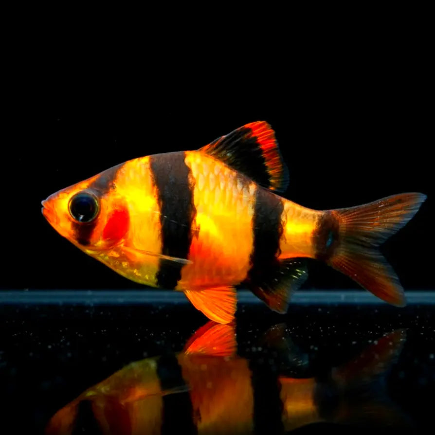 Sumatrabarbe "Natur" - 🧡Puntigrus cf. tetrazona AquaTimo
