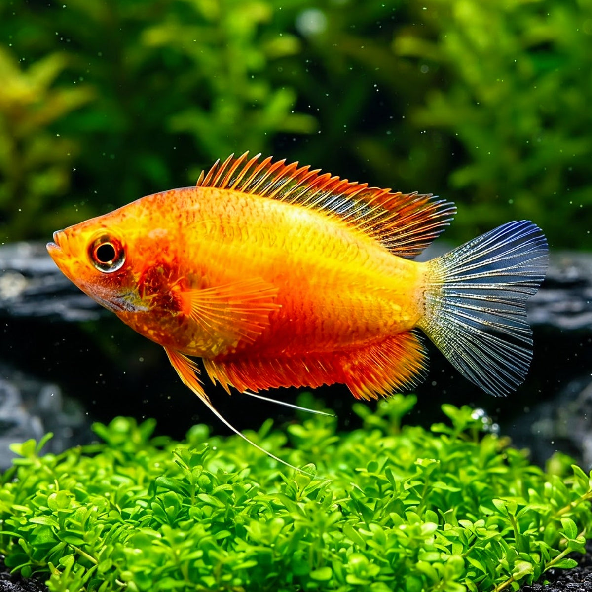 Honiggurami – 🧡 Colisa chuna (Trichogaster chuna) 🍯🐟