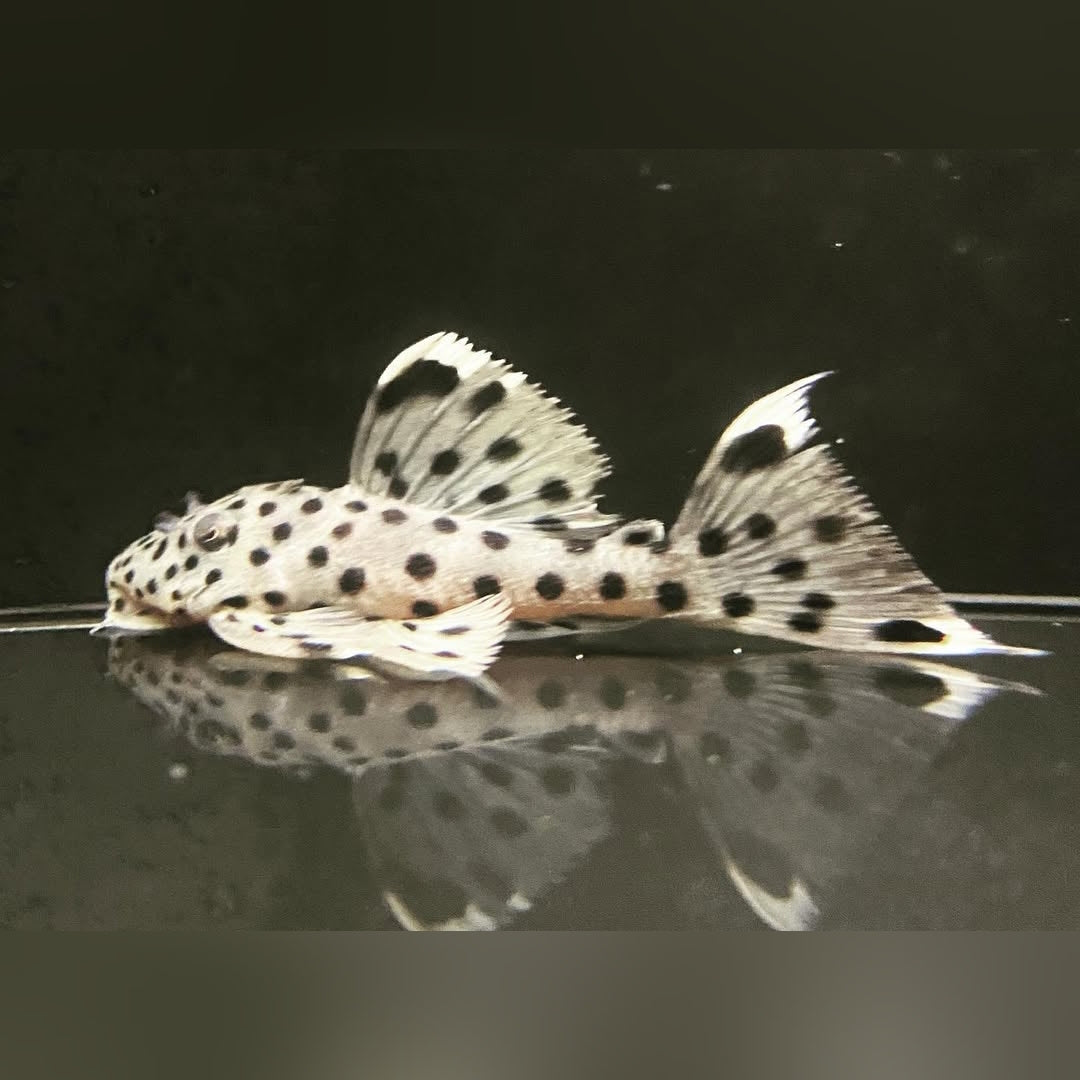 Weißspitzen Rüsselzahnwels - leporacanthicus joselimai L264 🐟⚪
