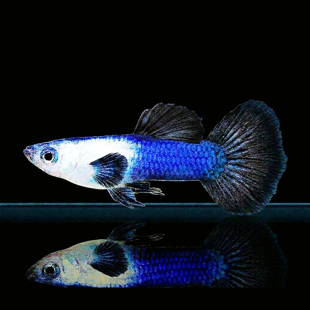 Hochzucht Guppy - Blue Panda