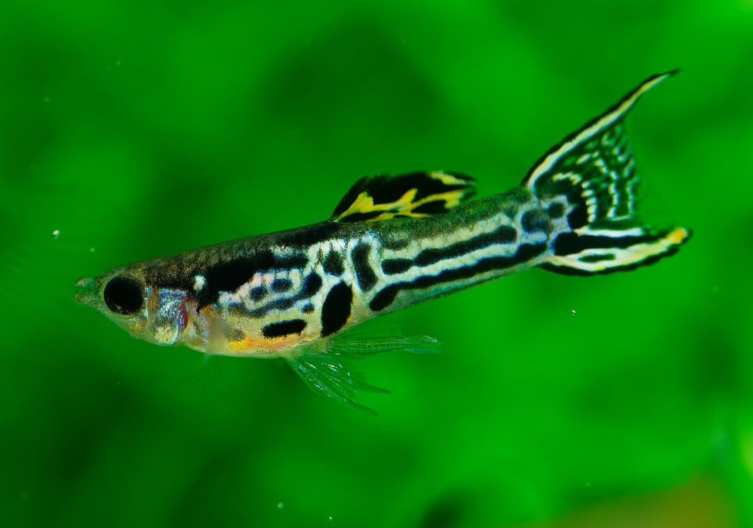 Poecilia wingei Endler – Green Tiger King Cobra 🐍💚🐯