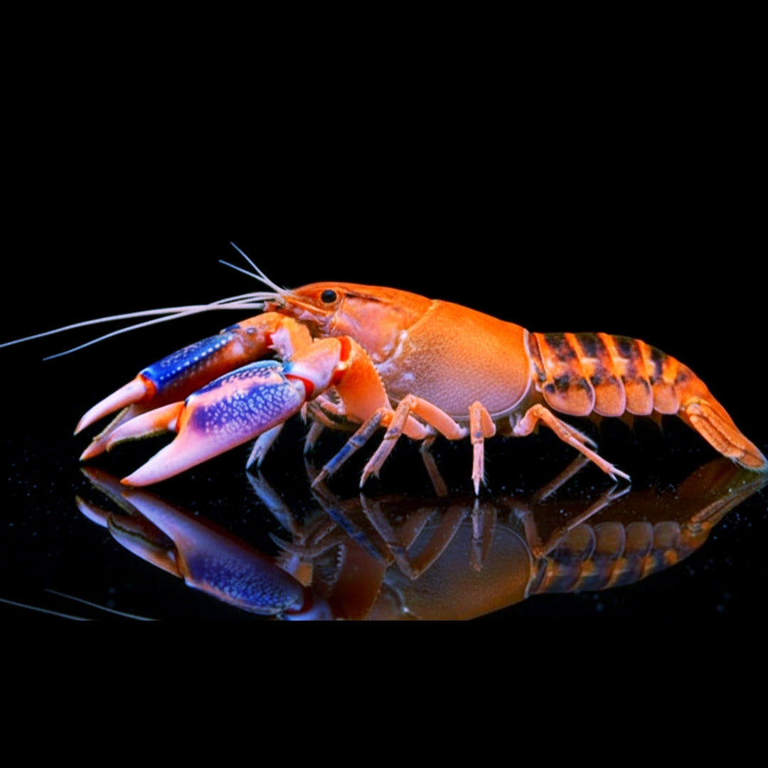 Cherax destructor var. 'Volcano' - Volcano Yabby
