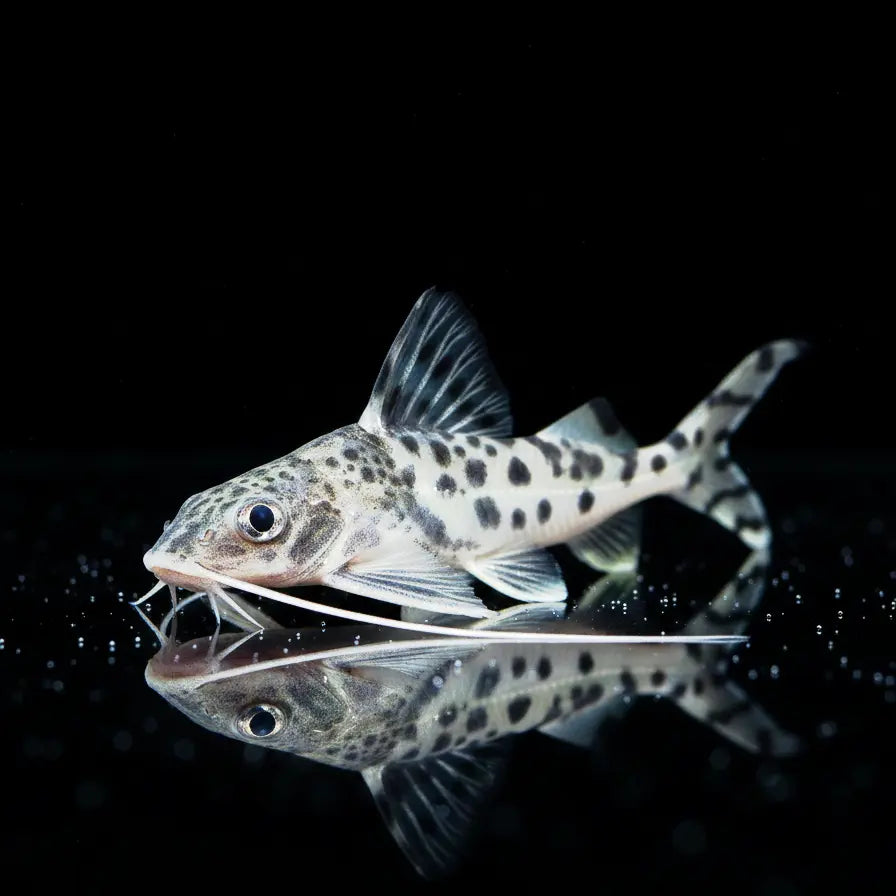 Engelsantennenwels
Pimelodus pictus 🐟 AquaTimo