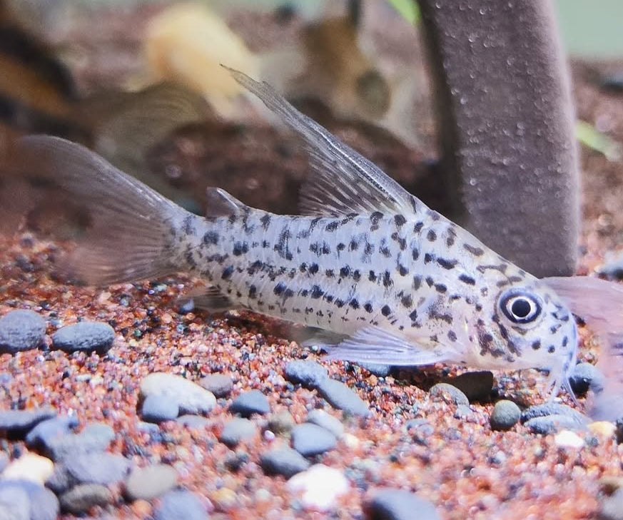 Loreto Panzerwels – Hoplisoma (Corydoras) loretoensis 🐟🌿