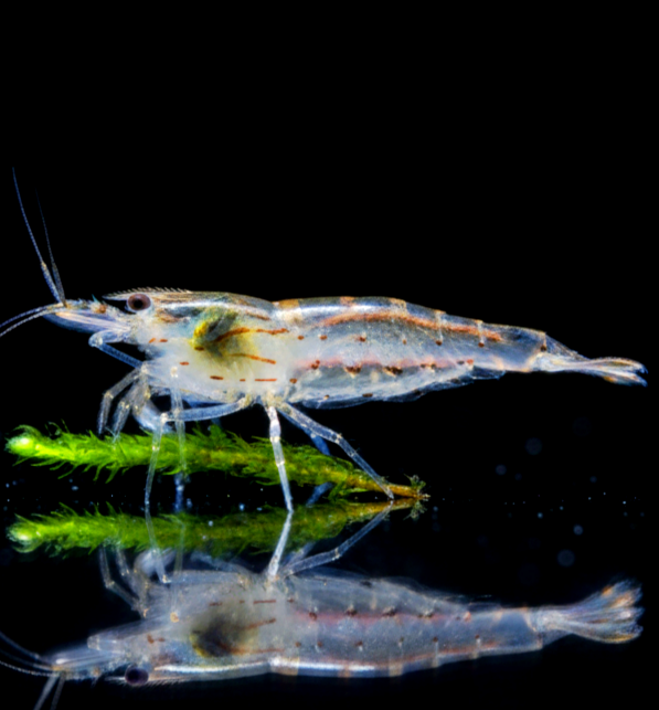 Caridina multidentata - Amanogarnele