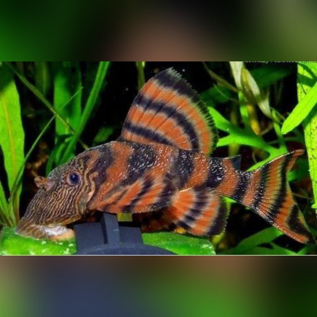 Tigerharnischwels – L002 – Panaqolus sp. 🐯🐟