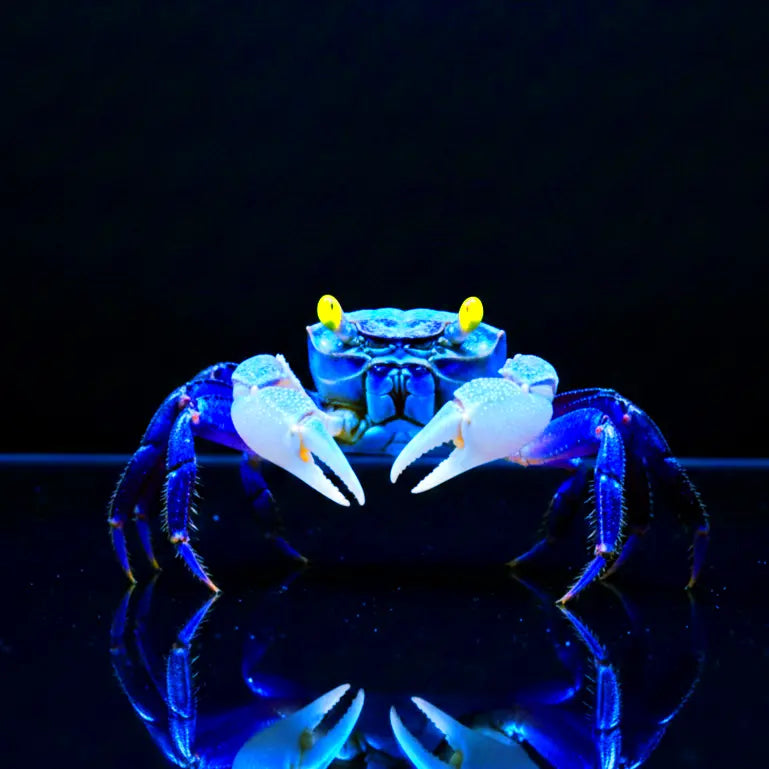 Vampirkrabbe „Blue Dream“ AquaTimo