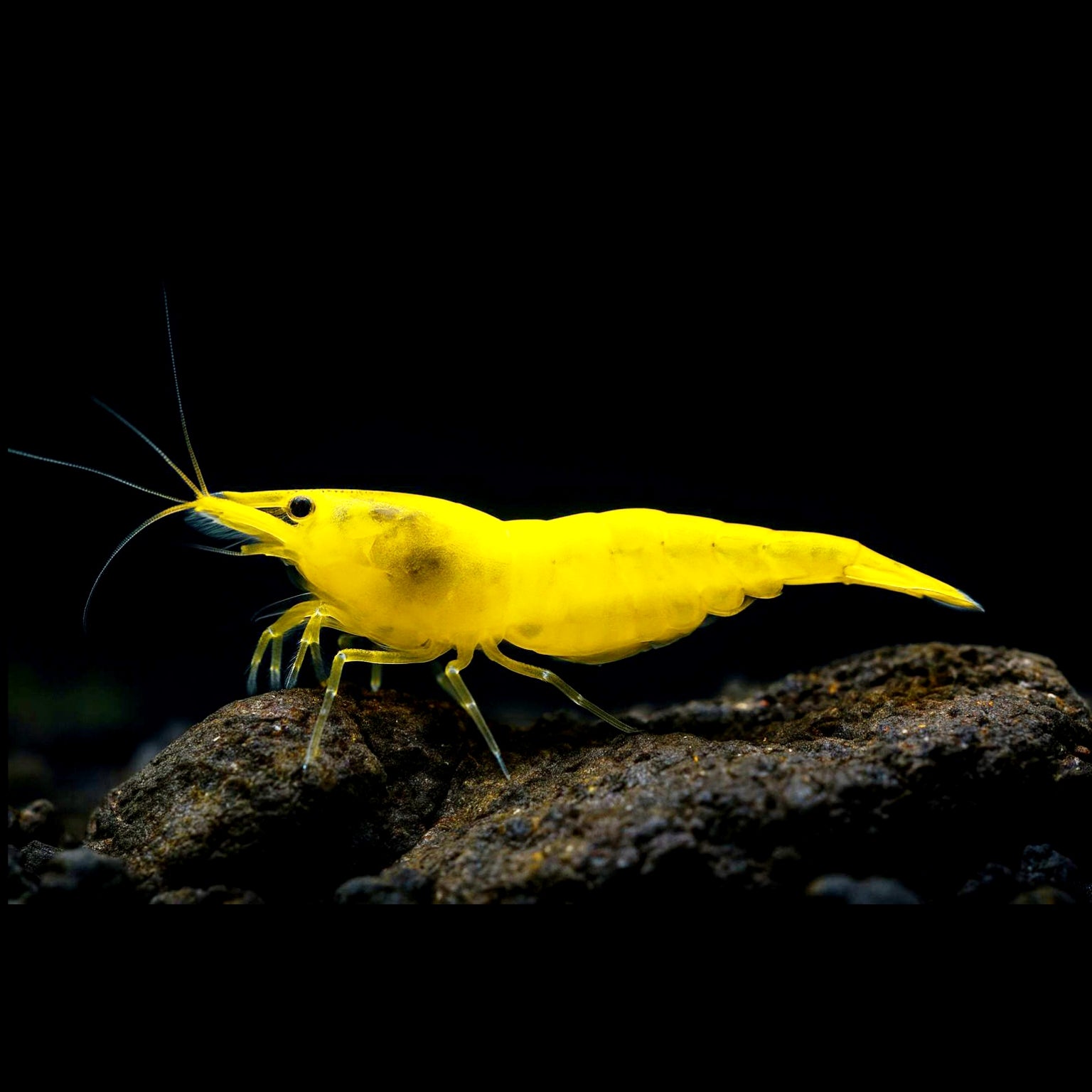 Neocaridina davidi - Yellow Fire Garnelen