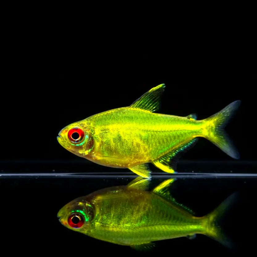 Zitronensalmler – 💛Hyphessobrycon pulchripinnis 🍋✨ AquaTimo