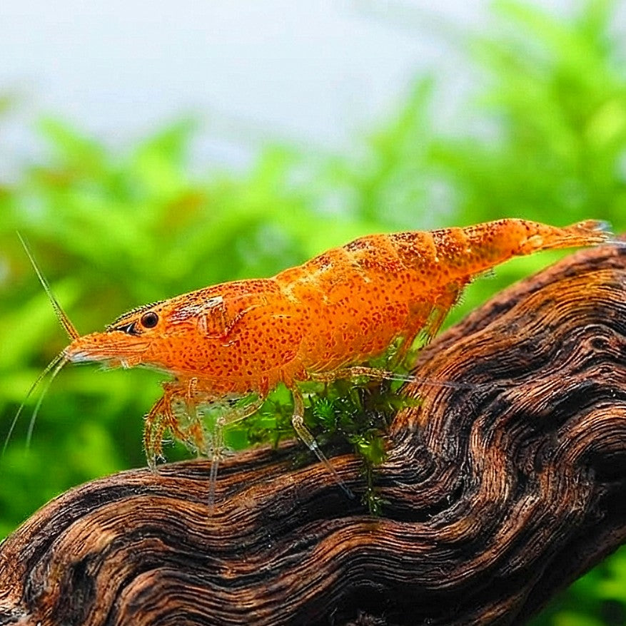 Caridina multidentata - Amanogarnele - Orange 🧡
