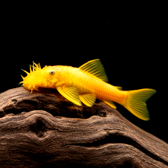 L144 Shortfin Snow White aus Liebevoller Zucht - Antennenwels Ancistrus sp.