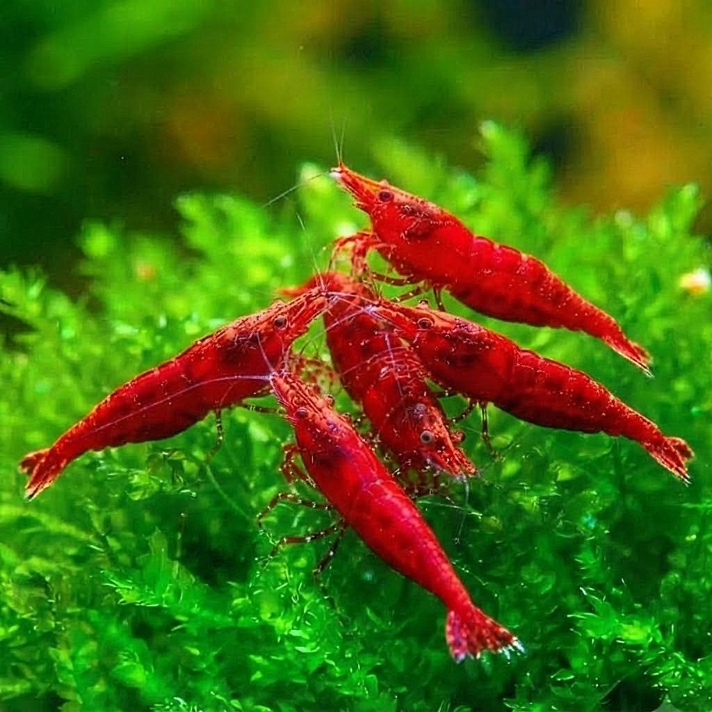 Neocaridina davidi -❤️ Bloody Mary Garnele