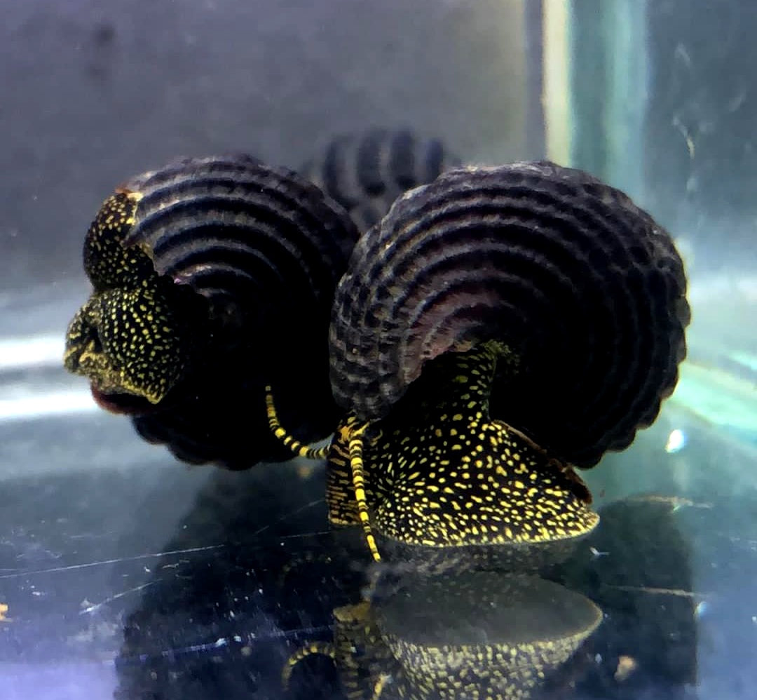 Tylomelania cf. Toradjarum - Yellow Spot