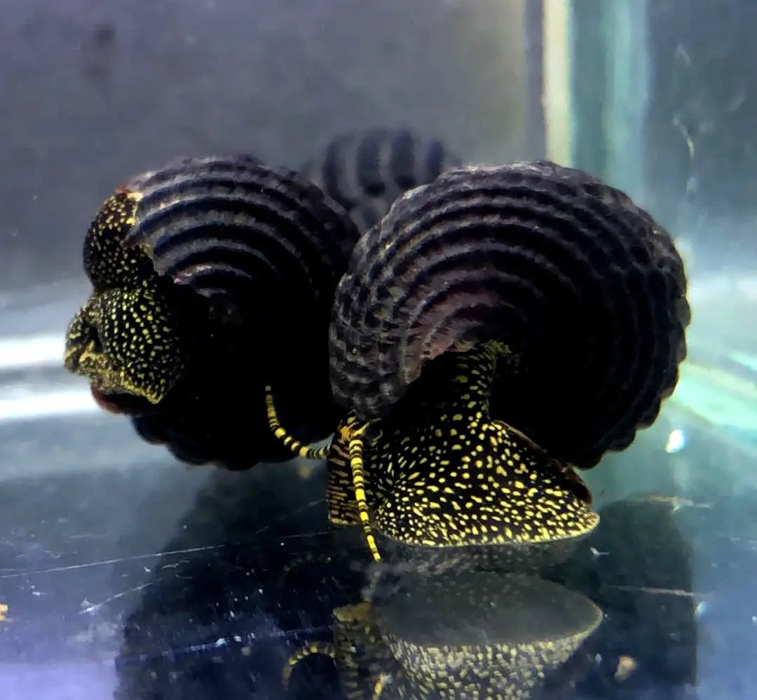 Tylomelania cf. Toradjarum - đđ€Yellow Spot AquaTimo